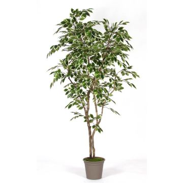 Decorative weeping fig BASILIO, real stems, green-white, 5ft/150cm - Made in Italy