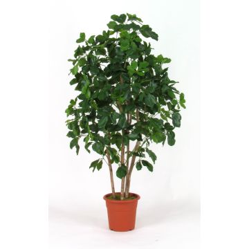 Artificial schefflera NANETTE, real stems, green, 5ft/150cm - Made in Italy