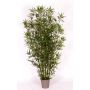 Decorative bamboo HILDEMARA, natural bamboo sticks, crossdoor, 5ft/150cm - Made in Italy