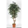 Artificial Ficus Benjamina SILENO, real stem, green-white, 6ft/175cm - Made in Italy