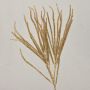 Artificial cedar branch THEOBALD, glitter, gold, 24"/60cm