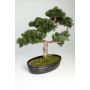 Plastic Bonsai Cedar JARNO, aerial roots, decorative planter, 16"/40cm