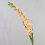 Plastic flower Gladiolus THEOPHORA, apricot-pink, 4ft/110cm