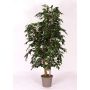 Artificial Ficus Benjamina CASILDA, natural stems, green, 6ft/175cm - Made in Italy