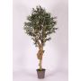 False olive tree JACOBO, real stem, with fruits, 6ft/175cm - Made in Italy