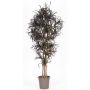 False Dracaena Marginata KIMANORA, natural stems, green-red, 5ft/150cm - Made in Italy