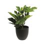 Decorative fig branch MENGRAN in decorative pot, green, 18"/45cm