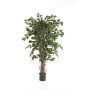 Fake Ficus tree AMELIO, natural stems, green, 7ft/210cm