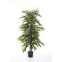 Silk Ficus Longifolia AKUMO, real stems, hardly inflammable, 5ft/150cm