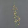 Artificial branch Cattleya orchid TRASSA, light green-red, 31"/80cm