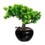 Decorative tree Larch bonsai DALUP in ceramic pot, roots, 8"/19cm