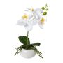 Plastic flower Phalaenopsis orchid KASDA, ceramic bowl, roots, white, 11"/27cm