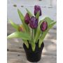 Artificial flower tulip LEANA in decorative pot, purple-green, 8"/20cm, Ø0.8"-1.6"/2-4cm