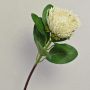 Artificial protea TANJA, cream-white, 26"/65cm
