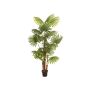 False palm tree Livistona rotundifolia Trio GHADA, 5ft/165cm