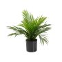 False Dypsis lutescens LUJA, 18"/45cm