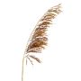 Artificial branch Pampas grass SGARLAD, brown, 4ft/125cm