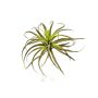 Fake Tillandsia Stricta PROPUS on spike, green-brown, 10"/25cm
