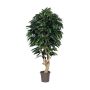 Decorative mango tree CORINDA, real stem, green, crossdoor, 6ft/175cm - Made in Italy