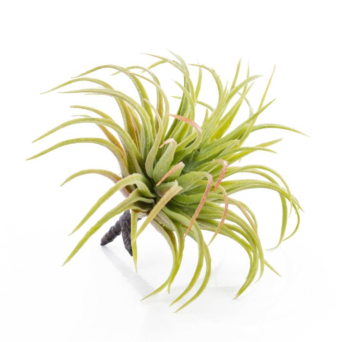 Fake tillandsia PENNY, spike, green-red, 12cm, Ø10cm - Fake succulents