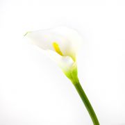Silk calla SUSANA, white, 28"/70cm, 3.1"x4.7"/8x12cm