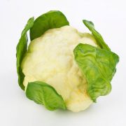 False cabbage SINEO, white-green, 4"/10,5cm, Ø7"/18cm