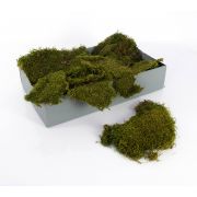 Real plate moss ENNIO, untreated, 2kg