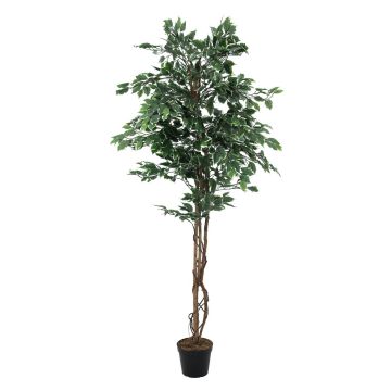 Plastic Ficus Benjamina JACOPO, natural stems, green-white, 6ft/180cm