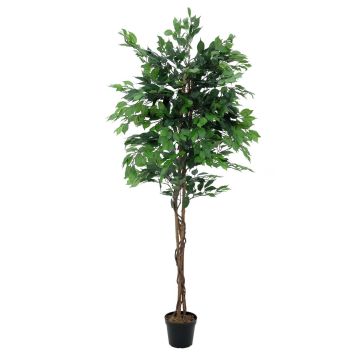 Plastic Ficus Benjamina JACOPO, natural stems, green, 5ft/150cm