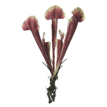 Artificial plant Sarracenia HAMY, spike, burgundy-green, 14"/35cm