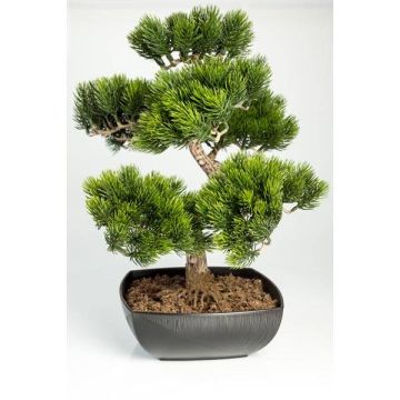 Fake Bonsai pine tree SHADIA, aerial roots, bonsai pot, 20"/50cm