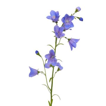 Artificial bellflower GISELA, blue, 26"/65cm, Ø2"/5cm