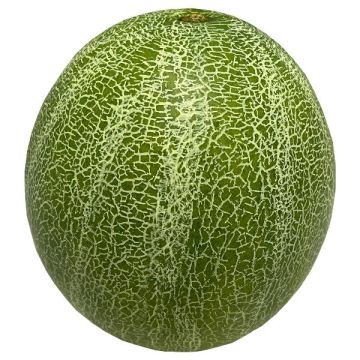 Decorative fruit Cantaloupe ZASTO, green, Ø6"/15cm