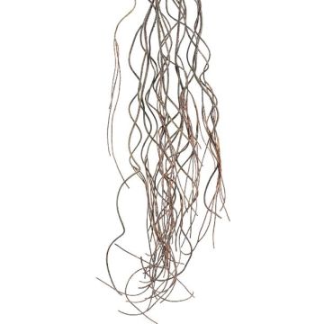 Artificial branch Corkscrew willow MOVINA, hanging, dark brown, 6ft/170cm
