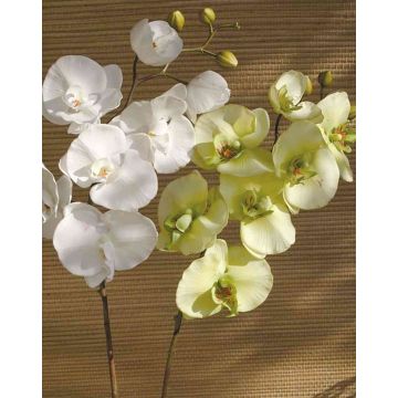 Artificial Phalaenopsis orchid spray RICKY, cream-green, 3ft/105cm