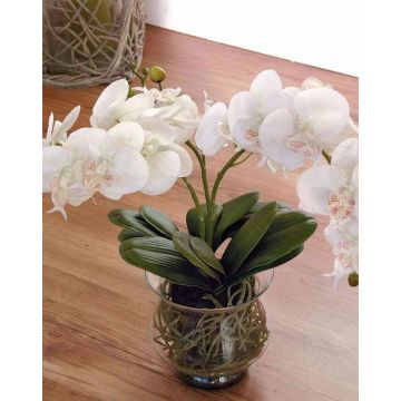 Artificial orchid Phalaenopsis ASTORIA in glass, cream, 24"/60cm