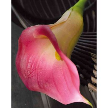 Artificial calla lily TALEA, pink, 26"/65cm, 3.5"x4.3"/9x11cm