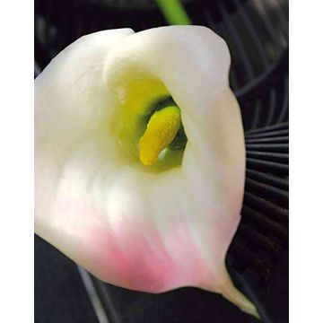 Artificial calla lily TALEA, white-light pink, 26"/65cm, 3.5"x4.3"/9x11cm