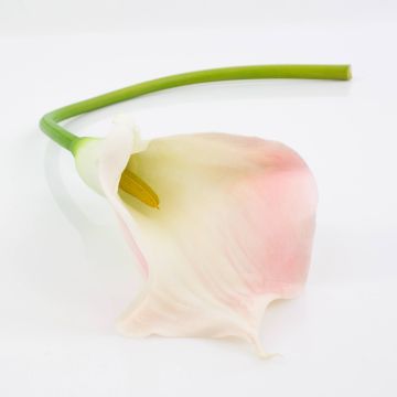 Silk calla TERESA, white-pink, 28"/70cm, 4"x7"/10x18cm