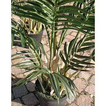 Artificial Areca palm BONNY, 3ft/90cm