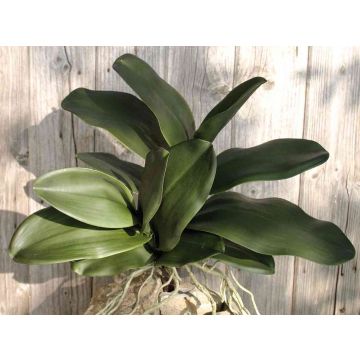 Artificial Phalaenopsis orchid leaves ARLETTE, aerial roots, 18"/45cm