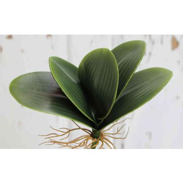 Artificial Phalaenopsis orchid leaves DAPHI, aerial roots, 14"/35cm