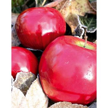 Artificial apple REGGIE, red, 3.1"/8cm