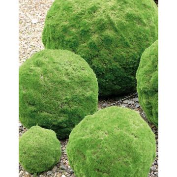 Fake moss ball THEOS, green, Ø6"/15cm