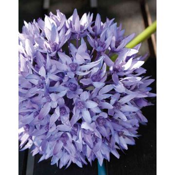 Fake flower ornamental leek LISBETH, purple, 31"/80cm, Ø5.9"/15cm