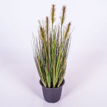 Fake foxtail grass CHAYENNE, panicles, in pot, green-brown, 18"/45cm