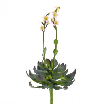 Plastic aeonium CHARLIZE with flowers, spike, pink, 12"/30cm