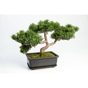 Plastic Bonsai Cedar ALESSA, aerial roots, decorative planter, 10"/23cm