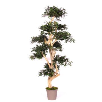 Decorative tree Japanese maple SLAWIK, real stem, green, 6ft/185cm - Made in Italy