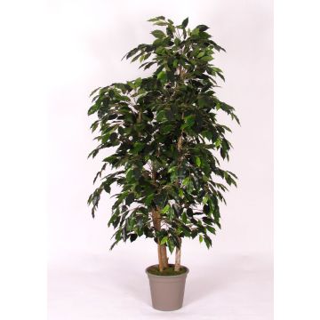 Artificial Ficus Benjamina CASILDA, natural stems, green, 6ft/175cm - Made in Italy